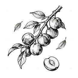 黑白线条风格梅子枝条手绘插画素材