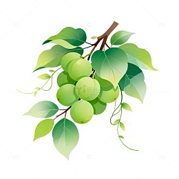 矢量风绿色葡萄枝叶插画设计素材
