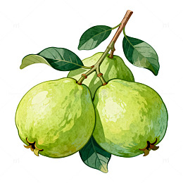 水彩风绿果枝叶手绘插画设计素材