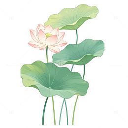 手绘风荷花荷叶植物插画设计素材