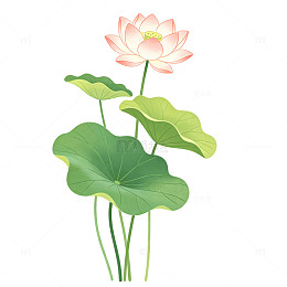 清新风荷花荷叶插画设计素材