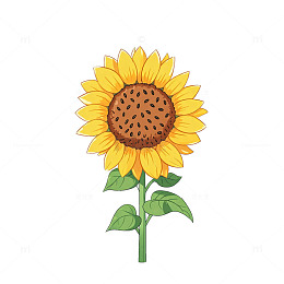 手绘风卡通向日葵植物插画设计素材
