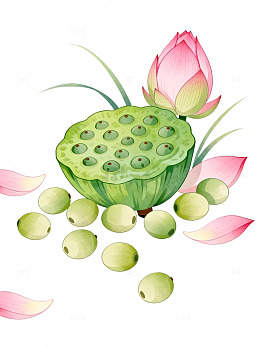 水彩风莲花莲蓬手绘植物设计素材