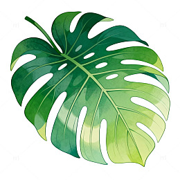 插画风热带植物龟背竹叶片设计素材