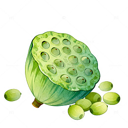 手绘风莲蓬果实插画设计素材
