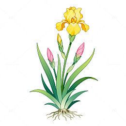手绘风鸢尾花植物插画设计素材