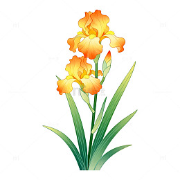 水彩风格鸢尾花植物插画素材