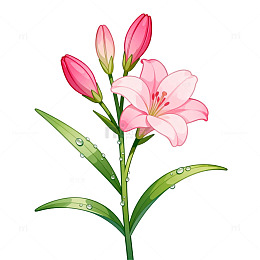 手绘风粉色百合花植物插画素材