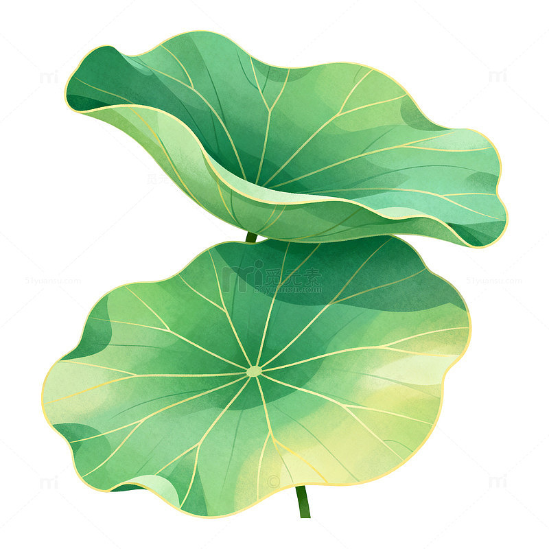 插画风荷叶植物手绘设计素材