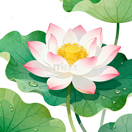 插画风荷花池塘手绘莲花设计素材