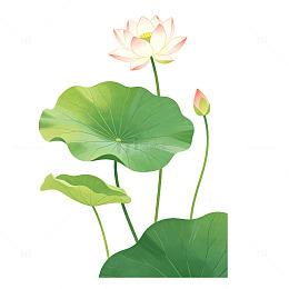 国风手绘荷花荷叶插画设计素材
