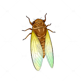 手绘风蝉昆虫插画设计素材
