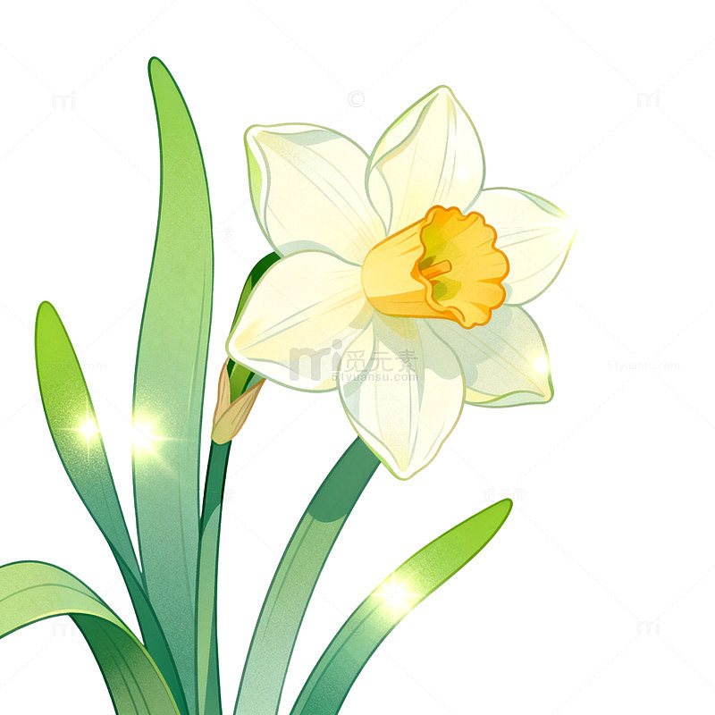 手绘风水仙花植物插画设计素材