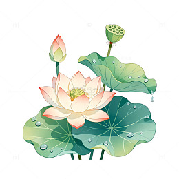 手绘风荷花荷叶植物插画设计素材