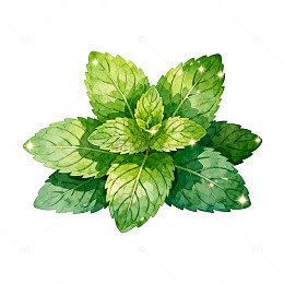 水彩风薄荷叶植物插画设计素材