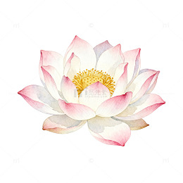 水彩风莲花绽放手绘花卉设计素材