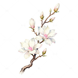 水墨风玉兰花枝手绘花卉设计素材
