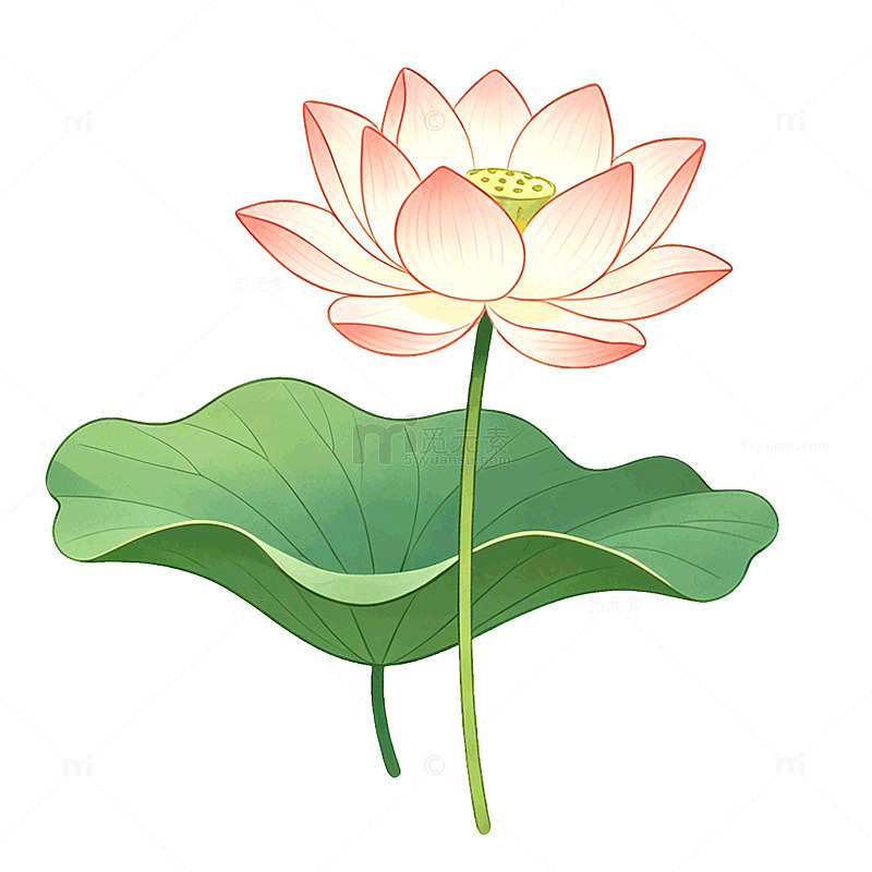 手绘风荷花莲花植物插画素材