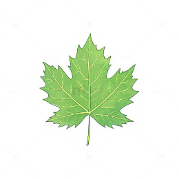 矢量风枫叶绿色植物插画设计素材