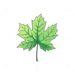 手绘风绿色枫叶植物插画设计素材