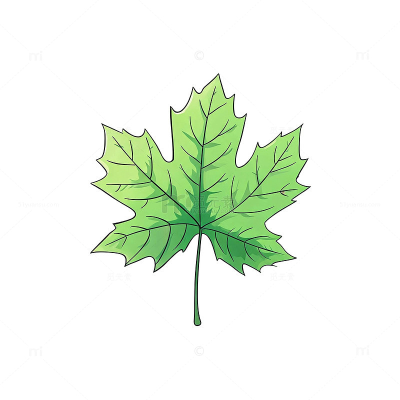 手绘风绿色枫叶植物插画设计素材