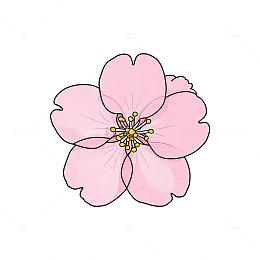 手绘风樱花花朵插画设计素材
