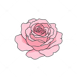 手绘风粉色玫瑰花卉插画设计素材