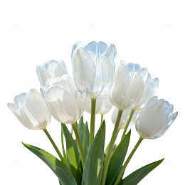 清新风白色郁金香花卉素材
