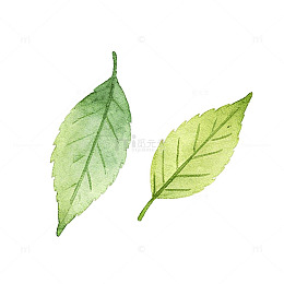 水彩风绿叶植物手绘插画设计素材