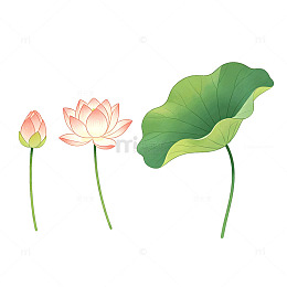 手绘风荷花荷叶植物插画素材