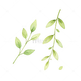 水彩风清新绿叶植物手绘插画素材
