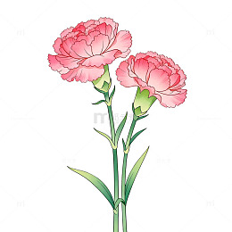 手绘风康乃馨花卉插画设计素材