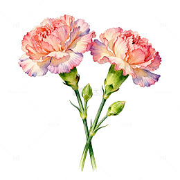水彩风康乃馨花卉手绘插画素材