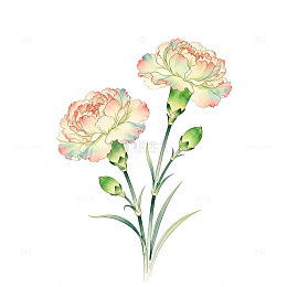 水彩风康乃馨花卉手绘插画设计素材