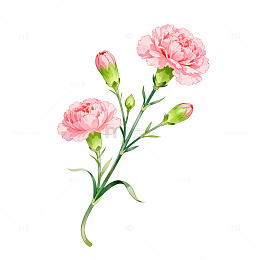 水彩风粉色康乃馨花卉插画素材