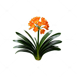 矢量风橙色君子兰植物设计素材