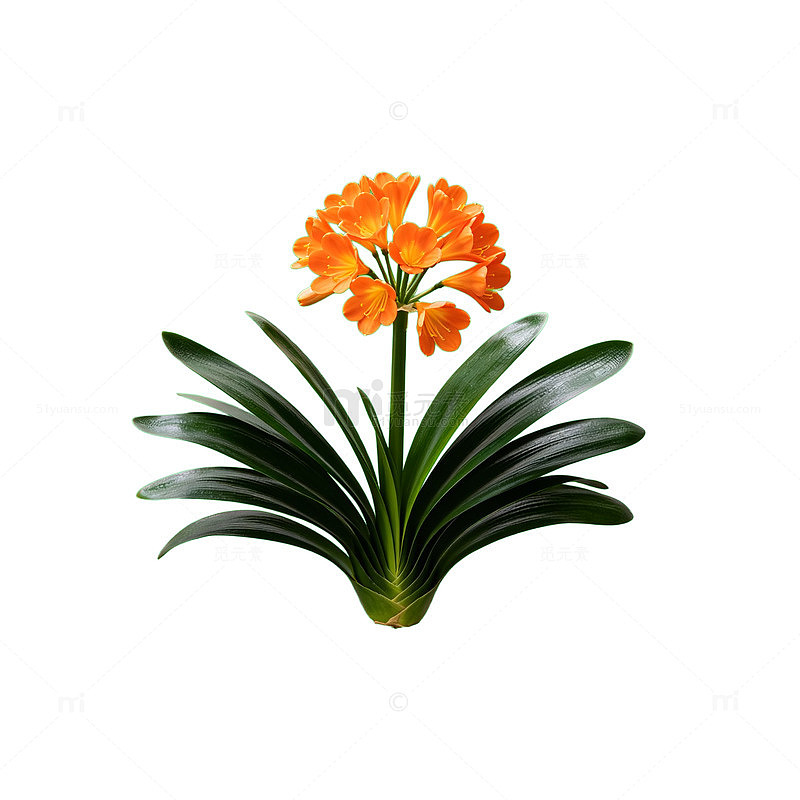 矢量风橙色君子兰植物设计素材
