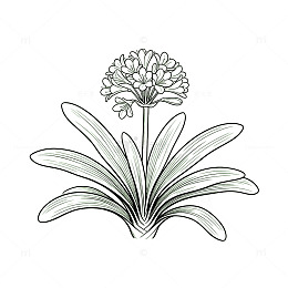 黑白线描风植物花卉手绘设计素材