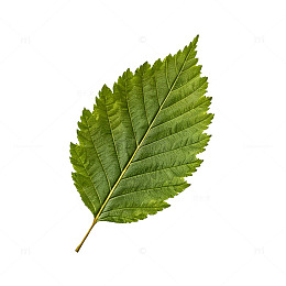 高清风绿叶自然植物摄影素材
