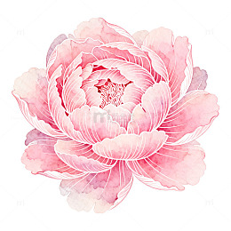 水彩风粉色牡丹花卉手绘设计素材