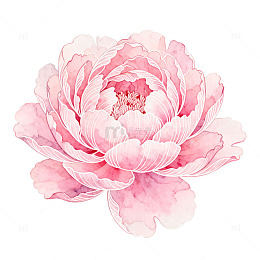 水彩风粉色牡丹花卉手绘设计素材