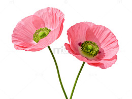 清新风粉色虞美人花卉透明背景设计素材