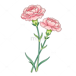 手绘风康乃馨花卉插画设计素材