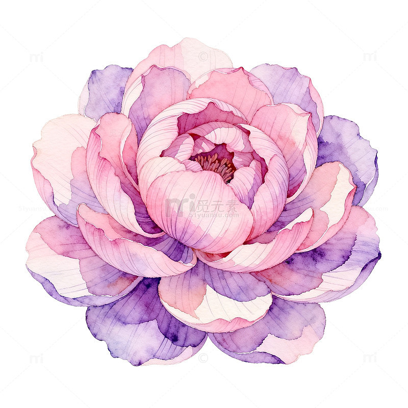 水彩风粉色牡丹花卉插画素材