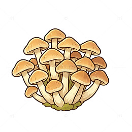 卡通风格菌类群生手绘插画素材