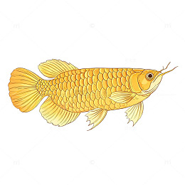 手绘风金龙鱼插画设计素材
