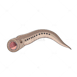 手绘风古生物化石插画设计素材