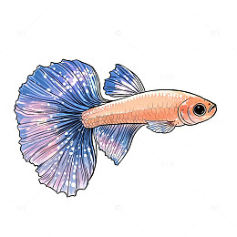 孔雀鱼插画手绘风设计素材