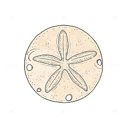 线描风沙钱海星海洋生物设计素材