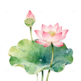 水彩风荷花绽放手绘植物插画素材